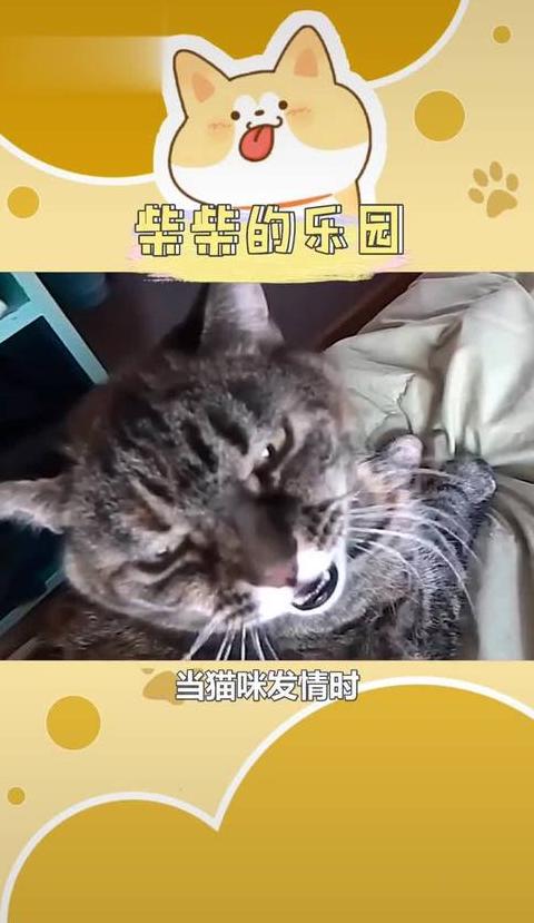猫咪发情症状详解及辨别方法
