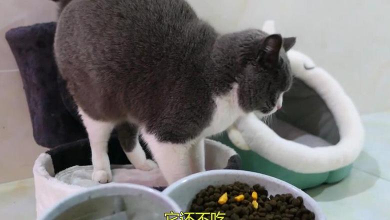猫咪挑食怎么办？恢复饮食习惯攻略